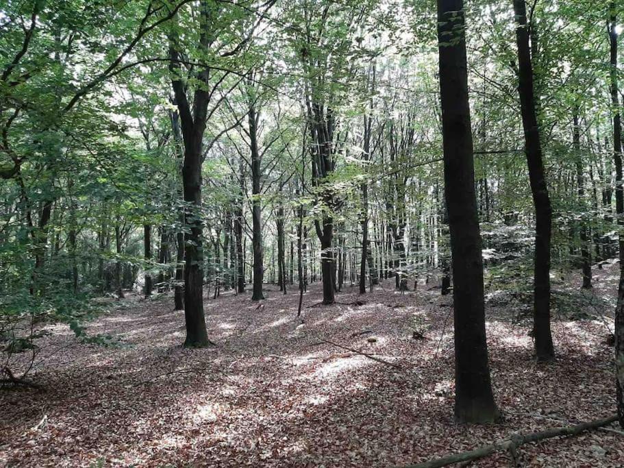 Vakantiehuis Eikzicht Gelegen Aan Het Bos Elsloo  Exterior photo